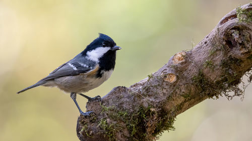 Close-up of bird perching on tree