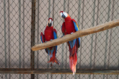 A pair of red-and-green macaws in captivity