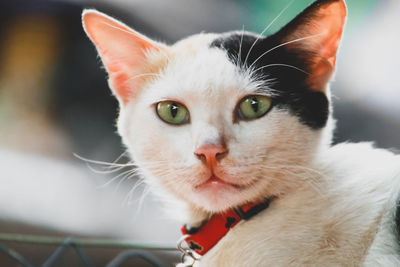 Close-up portrait of cat