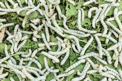 Full frame shot of silkworms