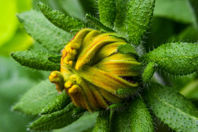 Close-up of yellow flowering plant