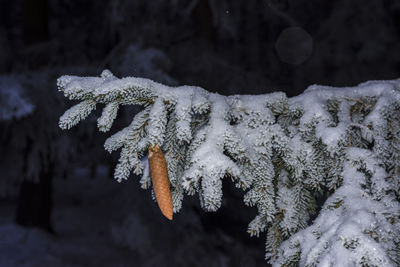 Close-up of icicles on snow covered tree