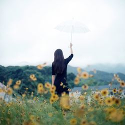 Rear view of a woman with umbrella at flower field