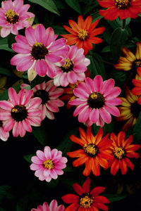 Close-up of pink daisy flowers