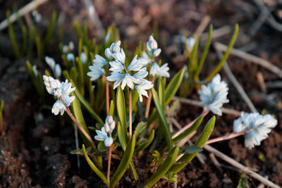 Close-up of white flowering plant on field