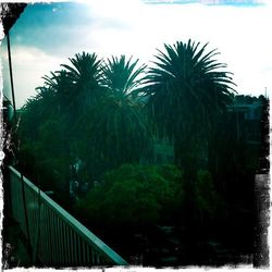 Palm trees against sky