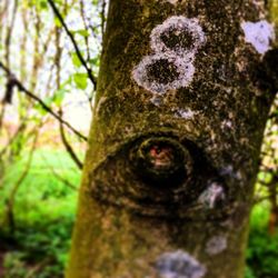 Close-up of moss on tree trunk