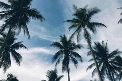 Low angle view of palm trees against sky