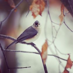 Close-up of bird perching on tree
