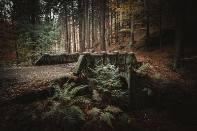 Plants and trees in forest