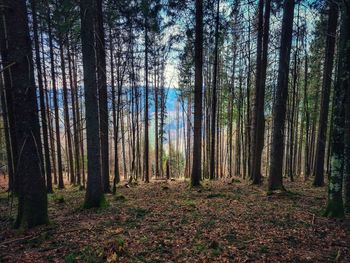 Trees in forest