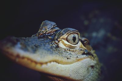 Close-up of young alligator in dark