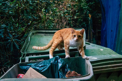 Cat sitting on a plant