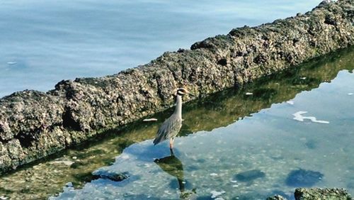 Close-up of duck on rock by lake against sky