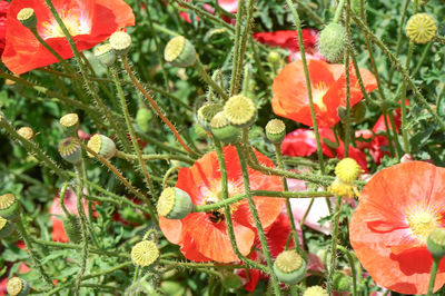 Close-up of red poppy flowers