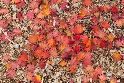 Close-up of maple leaves during autumn