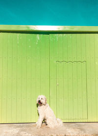 Portrait of dog on wooden fence