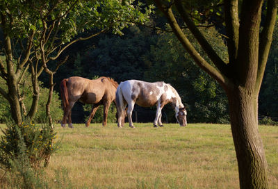 Horses standing in grass