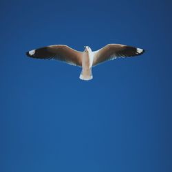Low angle view of seagull flying on clear blue sky
