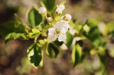 Close-up of flowers
