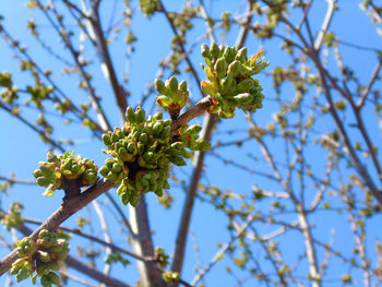 Low angle view of flowering plant against sky