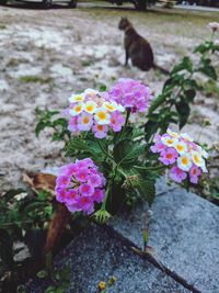 View of flowering plants