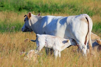 Cow standing in a field