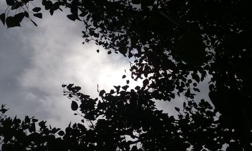 Low angle view of trees against sky