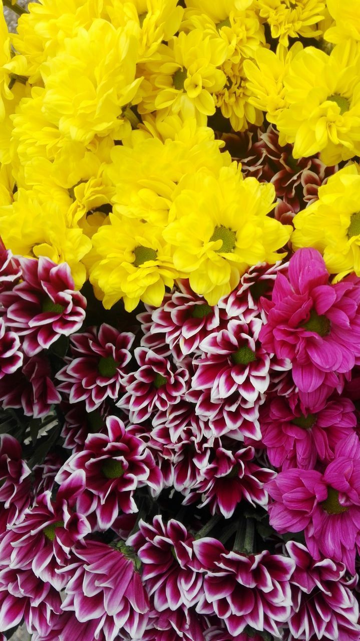 FULL FRAME SHOT OF FRESH YELLOW FLOWERS BLOOMING IN GARDEN