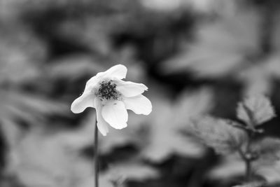 Close-up of white flowering plant