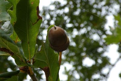 Low angle view of fruits growing on tree