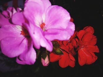 Close-up of pink hibiscus blooming at night