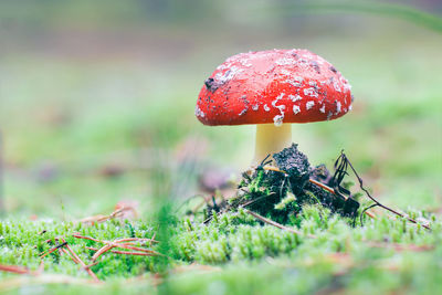 Close-up of fly agaric mushroom growing on field