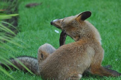 Close up  of a fox sitting on grass scratching its head 