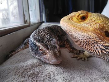 Close-up of lizards by window