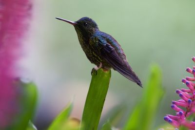 Close-up of hummingbird perching on purple flower