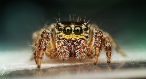 Close-up portrait of spider