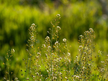 Close-up of flowering plants on field