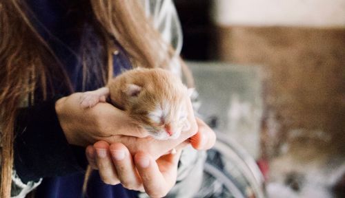 Midsection of woman holding dog