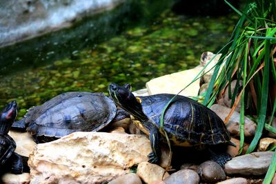 Sea turtles on rocks at lake