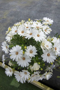 High angle view of white daisy flowers on field