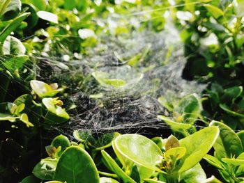 Close-up of spider web on plant in forest