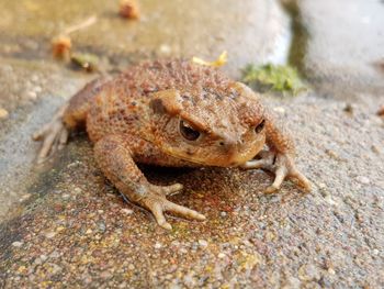 Close-up of frog on land