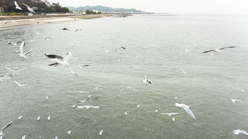 Seagulls flying over beach