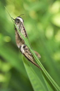 Close-up of butterfly on leaf