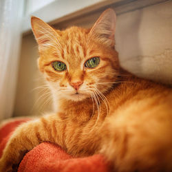 Close-up portrait of a cat at home