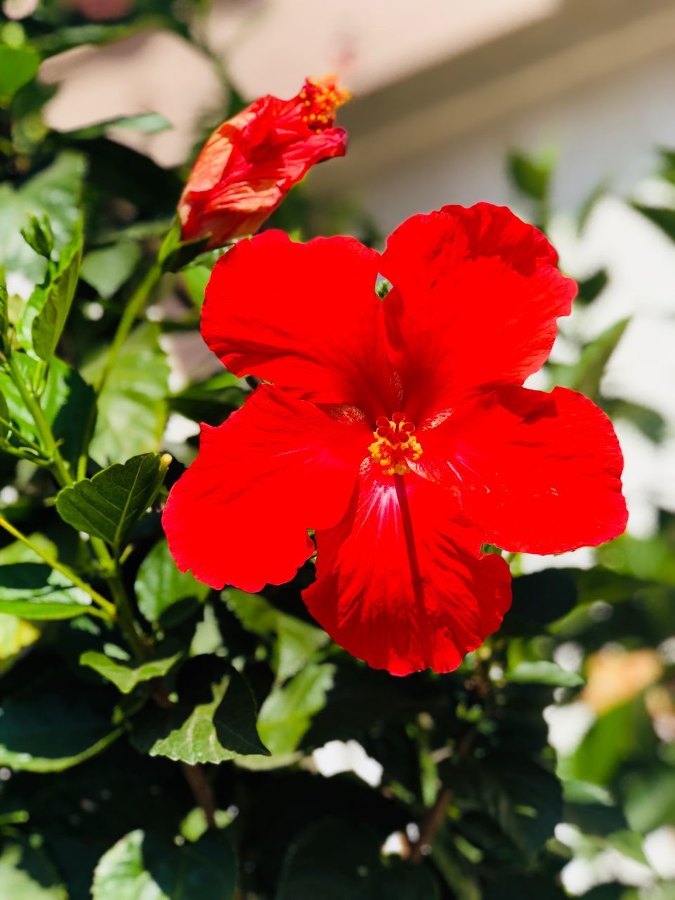 CLOSE-UP OF RED HIBISCUS FLOWER AGAINST BLURRED BACKGROUND