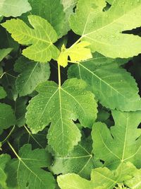 Full frame shot of leaves