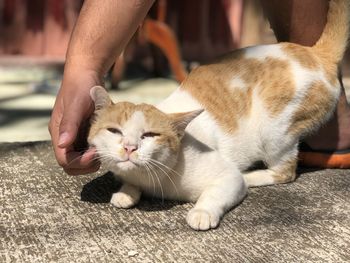 Close-up of hand holding cat