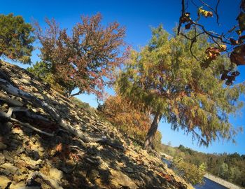 Low angle view of trees against clear blue sky